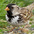Breeding plumage adult. Note: gray cheek and black bib/crown.