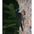 Female. Note: all black crown (lacks yellow crown of male), black forecrown, and lacks thin white supercilium of American Three-toed Woodpecker.