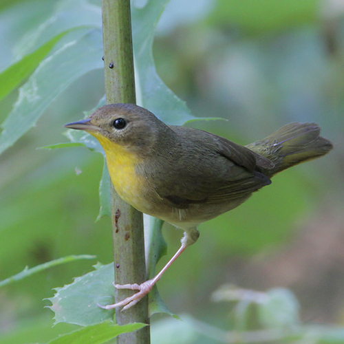 Female. Note: pale yellow throat and brownish malar.