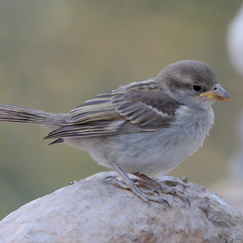 Juvenile