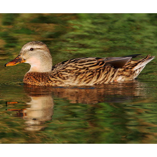 Female. Note: orange bill with black spots.