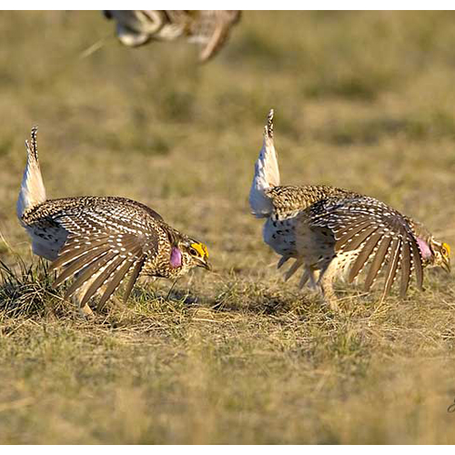 Lekking males.