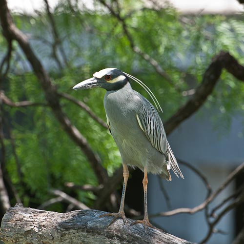 Adult breeding plumage.