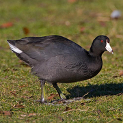 Image for the American Coot