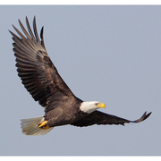 Winter Eagle Watching in Washington