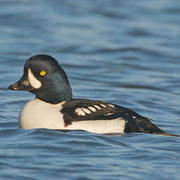 Goldeneye, Diving Duck, Wintering & Migration