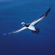 Bird Image