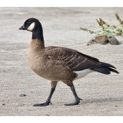 Image for the Cackling Goose