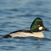 Barrow's Goldeneye  Audubon Field Guide