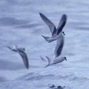 Image for the Fork-tailed Storm-Petrel