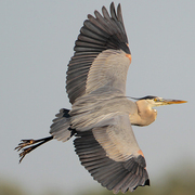 Image for the Great Blue Heron