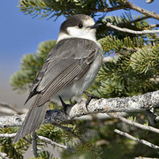 Gray Blue Jay