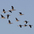 Flock in flight. Note: black marks on adults.