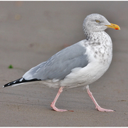 Image for the Herring Gull