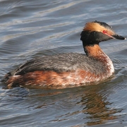 Image for the Horned Grebe