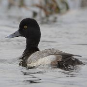 Image for the Lesser Scaup