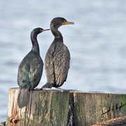 Image for the Pelagic Cormorant