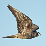 falcons and washington