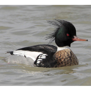 Image for the Red-breasted Merganser