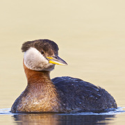 Bird Image