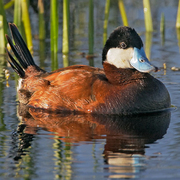 Image for the Ruddy Duck