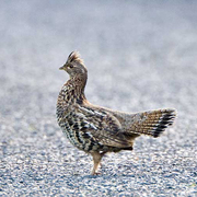 blue grouse vs ruffed grouse