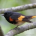 American Redstart