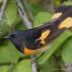 American Redstart