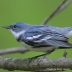 Cerulean Warbler