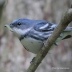 Cerulean Warbler