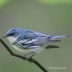 Cerulean Warbler