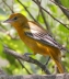 Baltimore Oriole