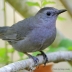Gray Catbird