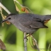 Gray Catbird
