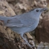 Gray Catbird