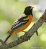 Baltimore Oriole