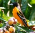 Baltimore Oriole