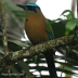 Blue-crowned Motmot
