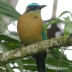 Blue-crowned Motmot