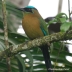 Blue-crowned Motmot