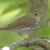 Ovenbird