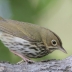 Ovenbird