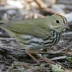 Ovenbird
