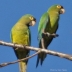 Orange-fronted Parakeet