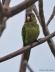 Orange-fronted Parakeet
