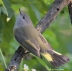 American Redstart