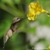Ruby-throated Hummingbird