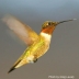 Ruby-throated Hummingbird