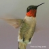 Ruby-throated Hummingbird