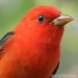 Scarlet Tanager